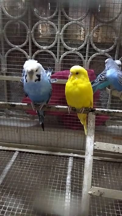 Budgie for sale healthy and active pairs big size one pair hogoromo