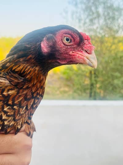 aseel hen for sale