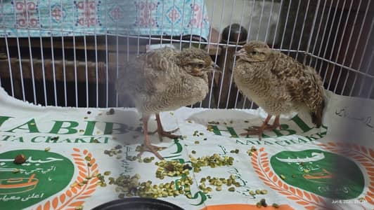 Pair of teetar| Ek joiri teetar | teetar male female | healthy teetar