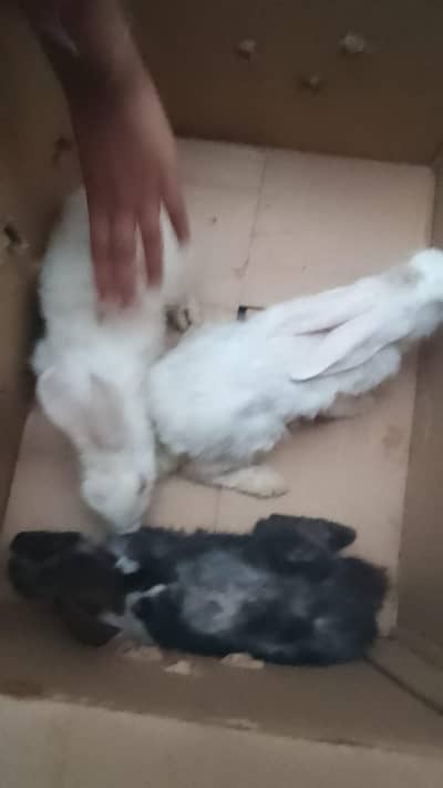 Rabbit
