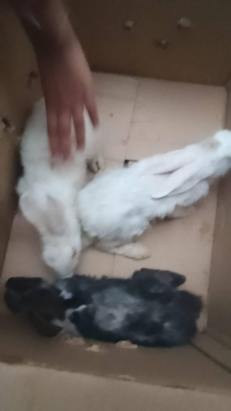 Rabbit 0