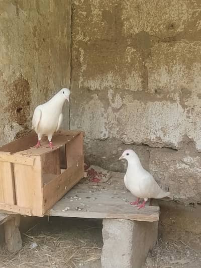 patte wale pigeon