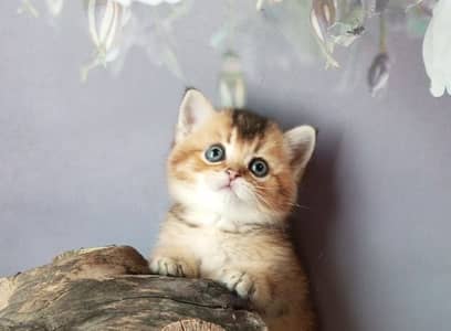 British Short Hair Imported Kittens