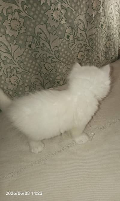 kitten