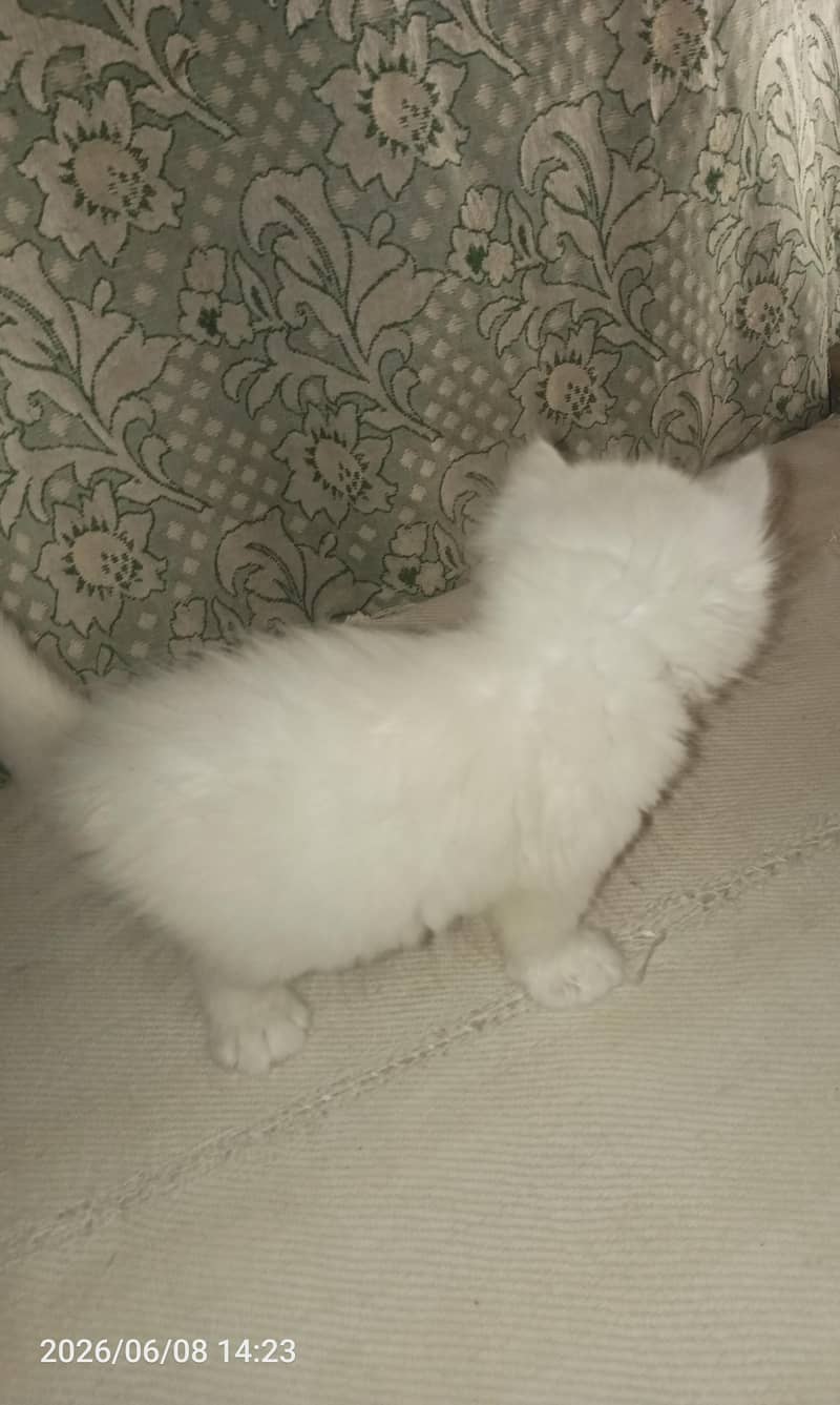 kitten 0
