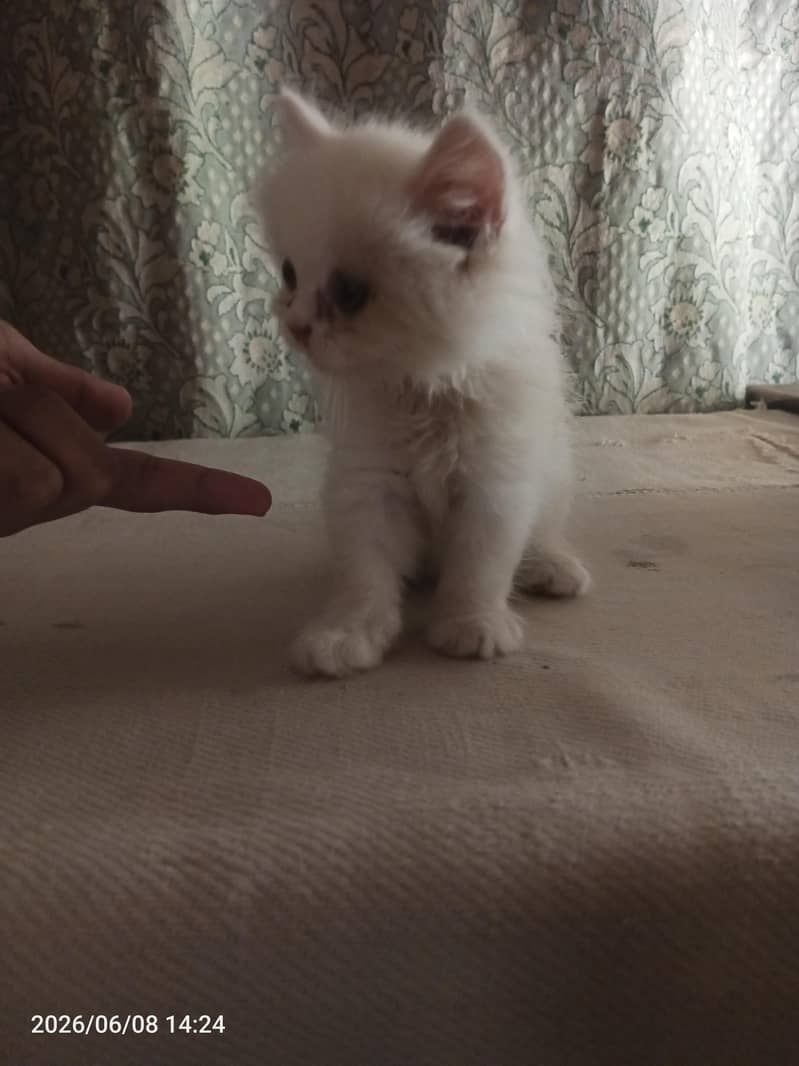kitten 1