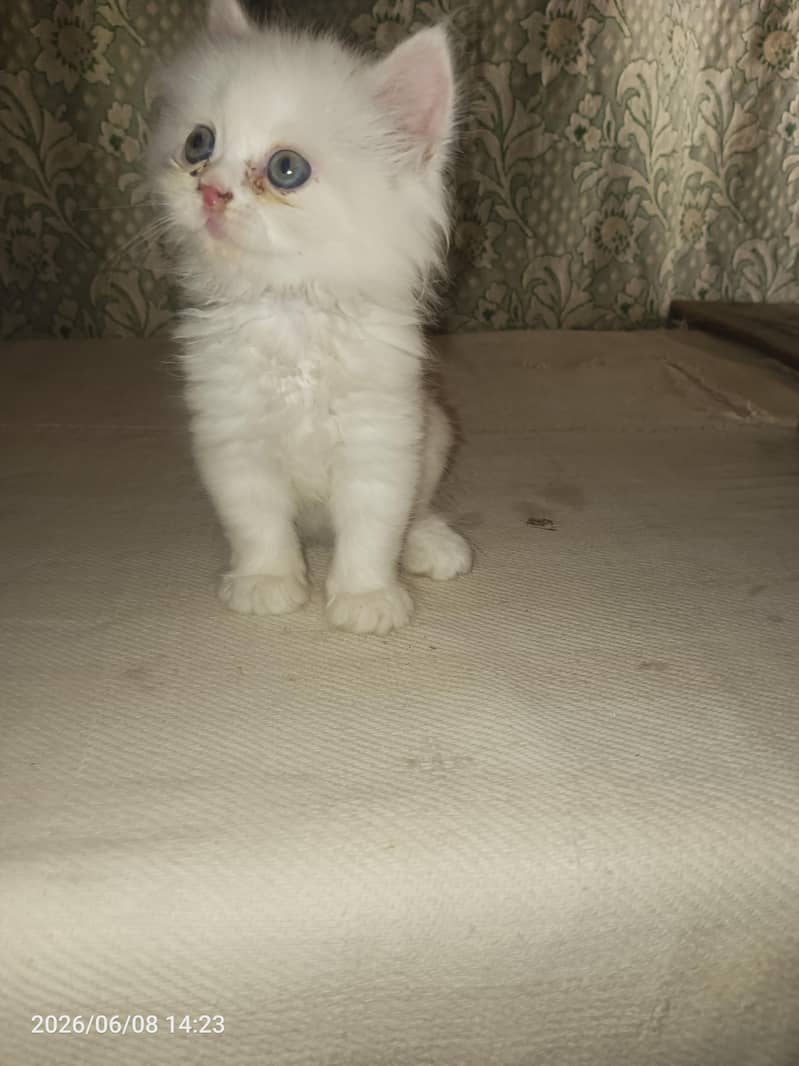 kitten 2