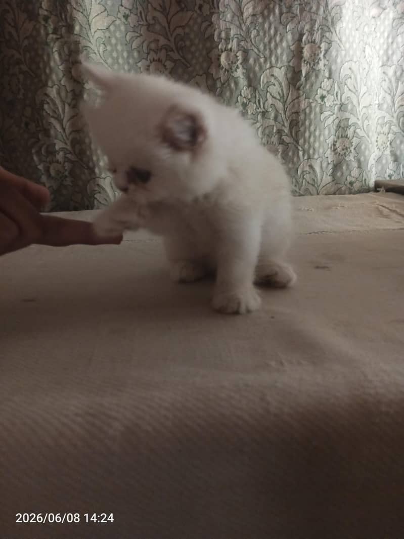 kitten 3
