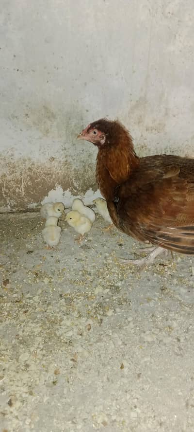 15 days chikes with hen 7 chikes and hen for sale