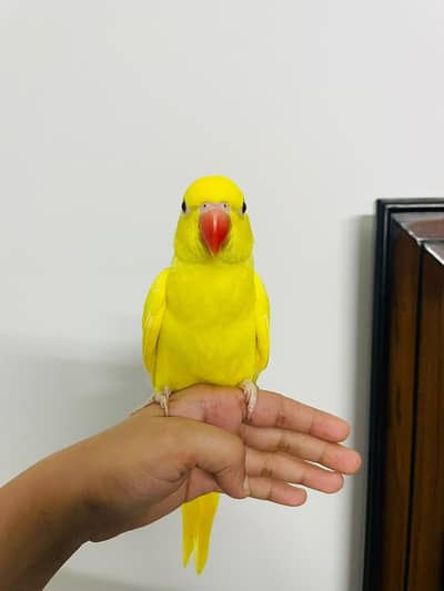 yellow ringneck handtamed