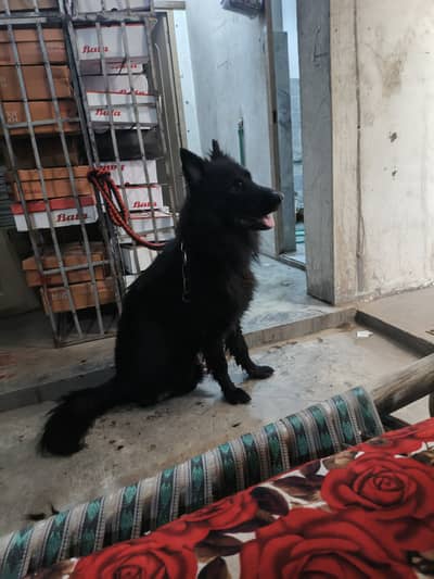 BLACK   SHEPHERED/ PEDIGREE BLACK  GERMAN SHEPHERED