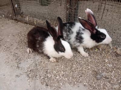 sale of two male rabbits