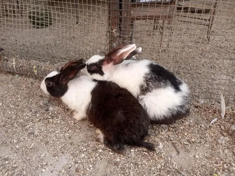 sale of two male rabbits — photo 2