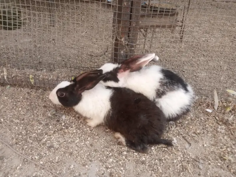 sale of two male rabbits — photo 3