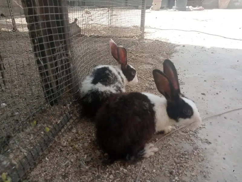sale of two male rabbits — photo 4