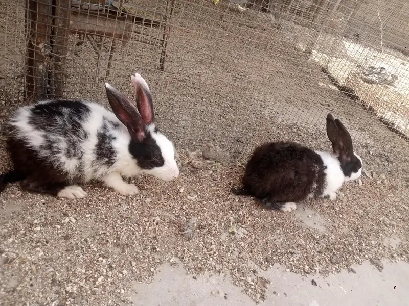 sale of two male rabbits — photo 5