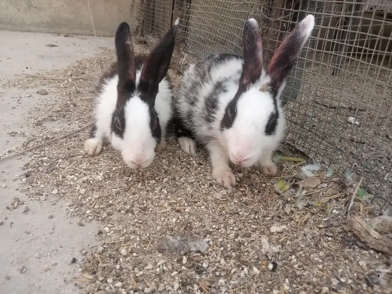 sale of two male rabbits — photo 6