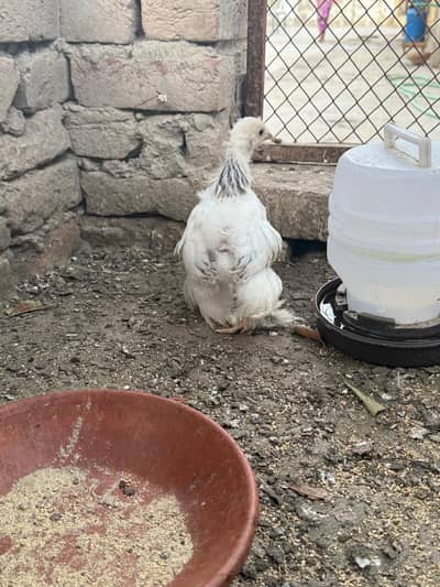 Light Columbian Brahma chick