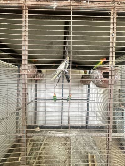 Love birds