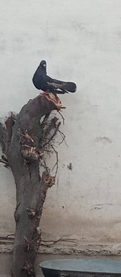 لکے کا میل براے فروخت