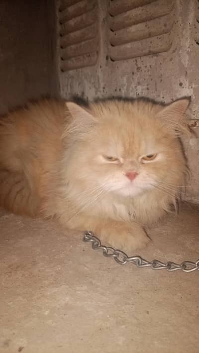 Persian cat and Punch face