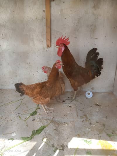 misri hens