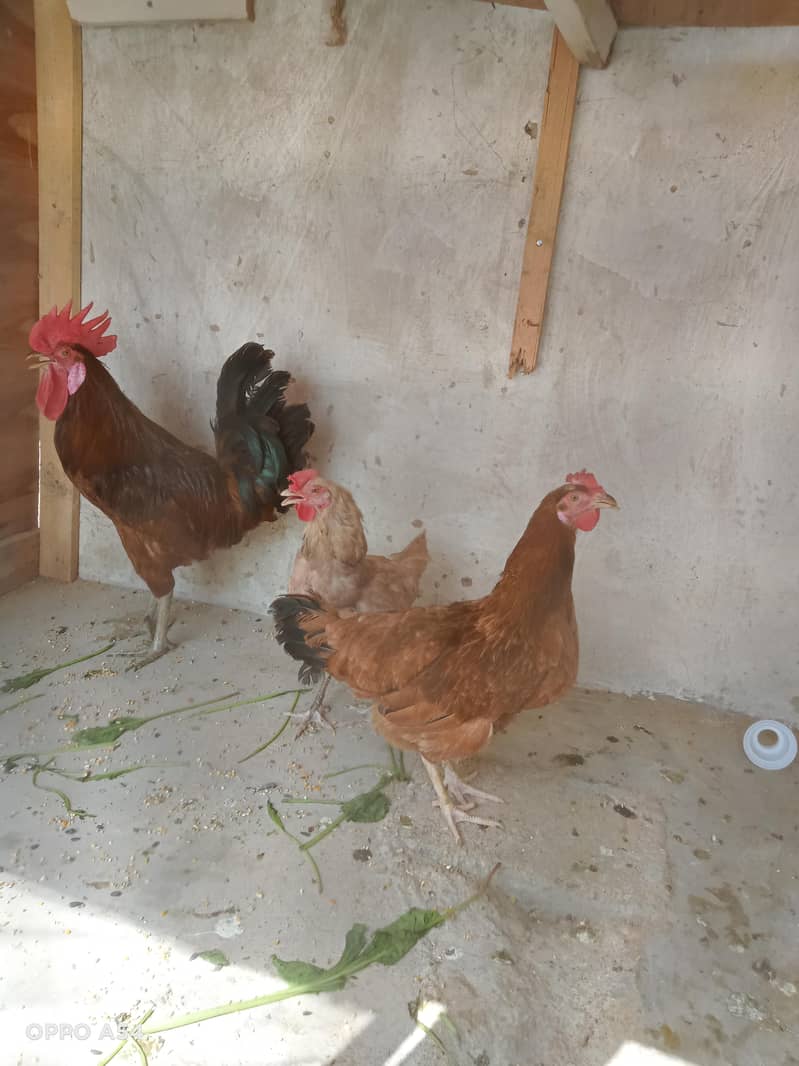 misri hens 2