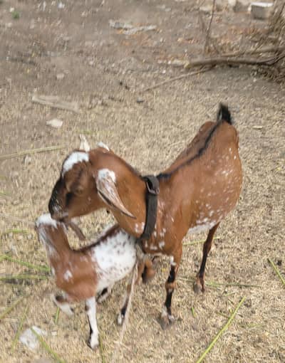 Two tapri female mother anda beautiful kid