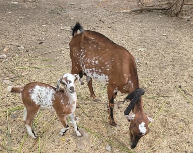Two tapri female mother and a beautiful kid