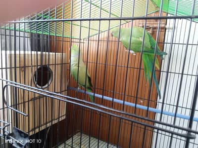 healthy and breeding pair