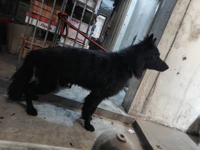 BLACK  GERMAN SHEPHERED/ PEDIGREE BLACK  GERMAN SHEPHERED