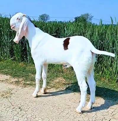Gulabi Bakra For Sale