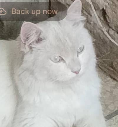 I'm calling my female cat quality apke samne hai