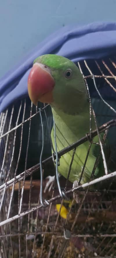 healthy male raw parrot