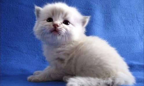6 persian kittens are available white colour