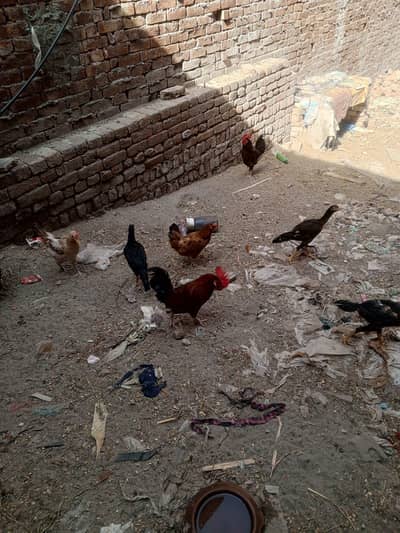 15 hens for sales 7 female ha Jo anda bi dyti ha ha 1 ki price 2k ha
