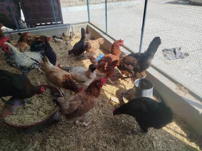 6-8 Hens & Cock for sell. Home Breed .