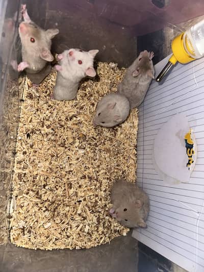 Hamster Babies