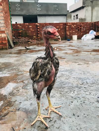 burmi breed and Thai breed 03074327731