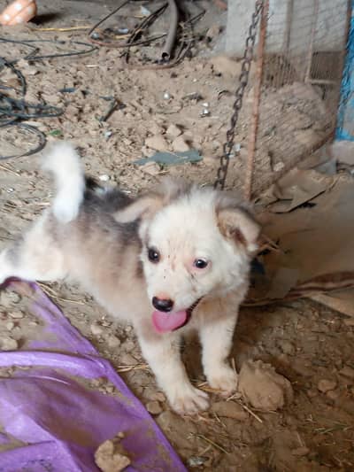 Siberian husky