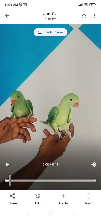 ringneck