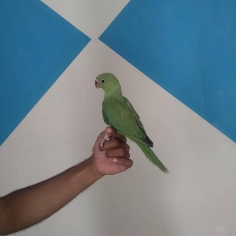 ringneck 1