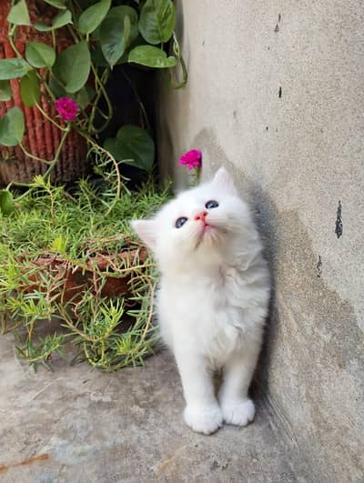 white and gray kittens