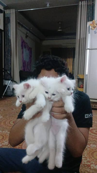 Tripple coated Persian kittens