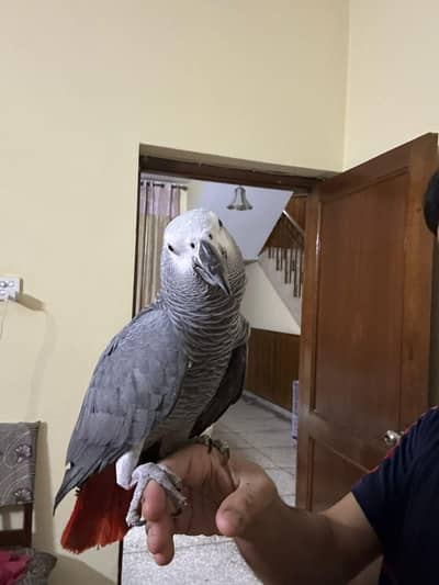 African Grey semi tame male for sale nail tail All oaky healthy