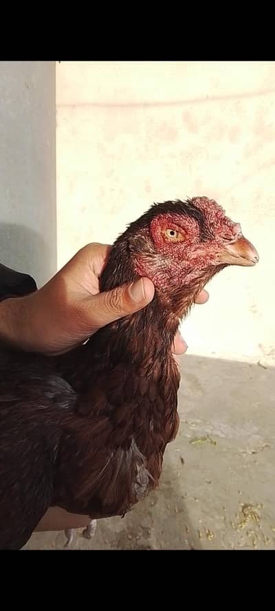 Assel Hen