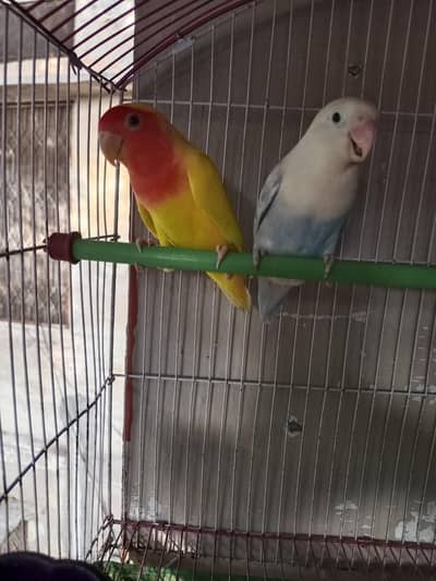 Love birds
