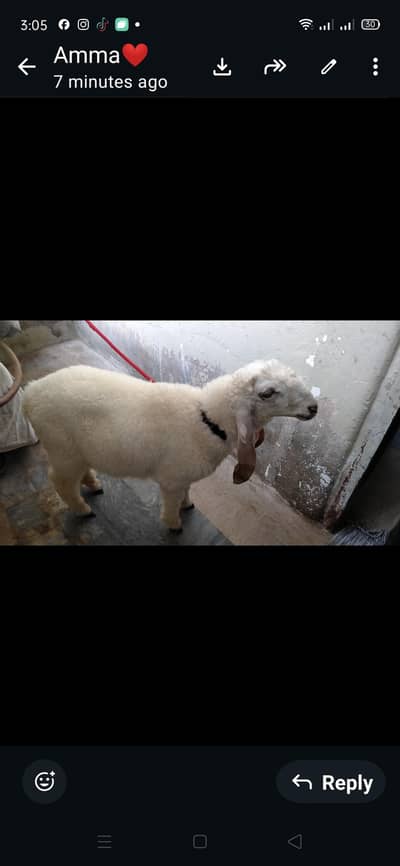 sheeps kid