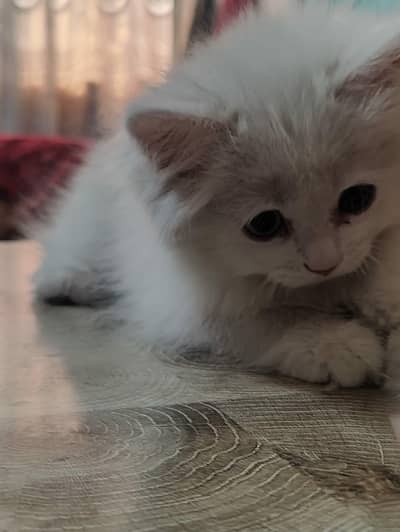 kitten for sale