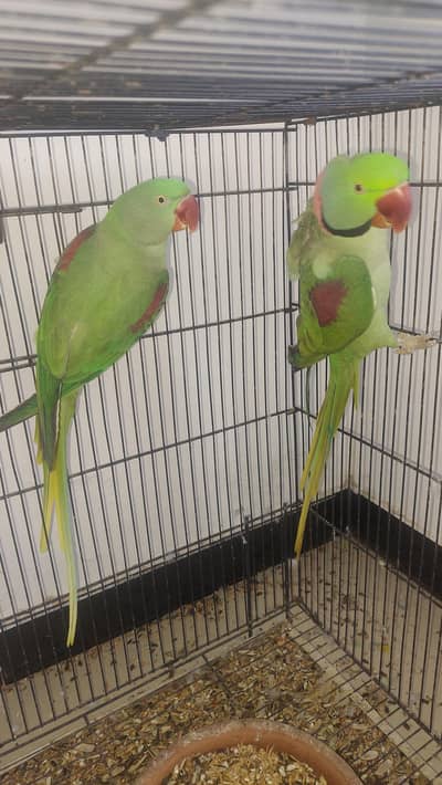 pair for sale in bahria
